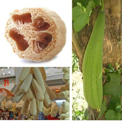 Sponge Gourd Seeds — Heirloom, Non-GMO seed pack | Native Indian Organics