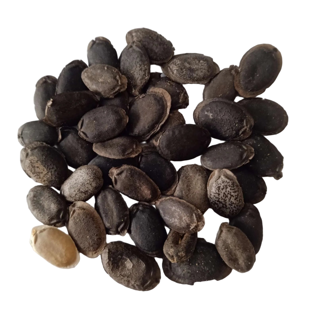 Sponge Gourd Seeds — High Germinated Seeds | Native Indian Organics