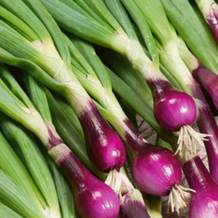 Spring Onion seeds — High germination, Tender seed pack | Native Indian Organics | Close-up of green onions with purple bulbs