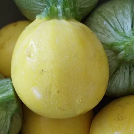 Squash Round Yellow seeds — Native, Aromatic seed pack | Native Indian Organics