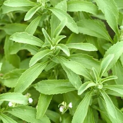Stevia Seeds Herbal Plant — Premium quality, Durable | Native Indian Organics