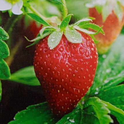 Strawberry Seeds — Organic, High germination seed pack | Native Indian Organics