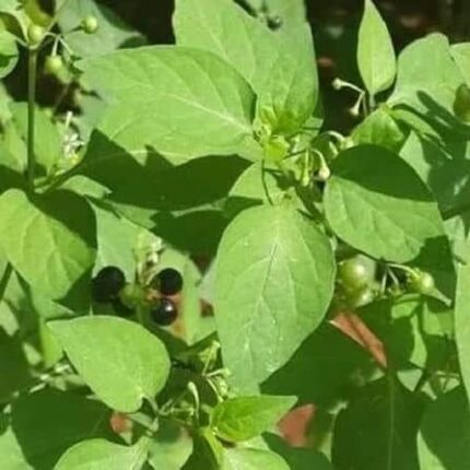 Black Nightshade Seeds — Reliable, Durable | Native Indian Organics