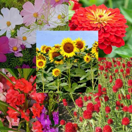 Summer Flower Seeds combo Pack of 5 pack of 5 — Aromatic, Fast-growing seed pack | Native Indian Organics