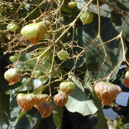 Teak Seeds — Native, Aromatic seed pack | Native Indian Organics