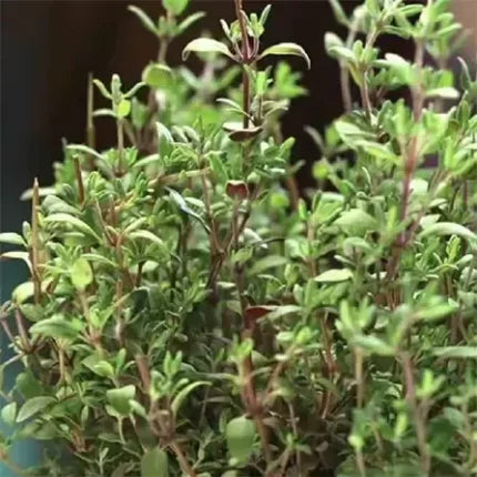 Thyme seeds — Crisp, Organic seed pack | Native Indian Organics