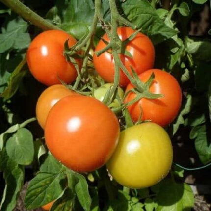 Tomato Seeds Desi — Premium quality, Durable | Native Indian Organics