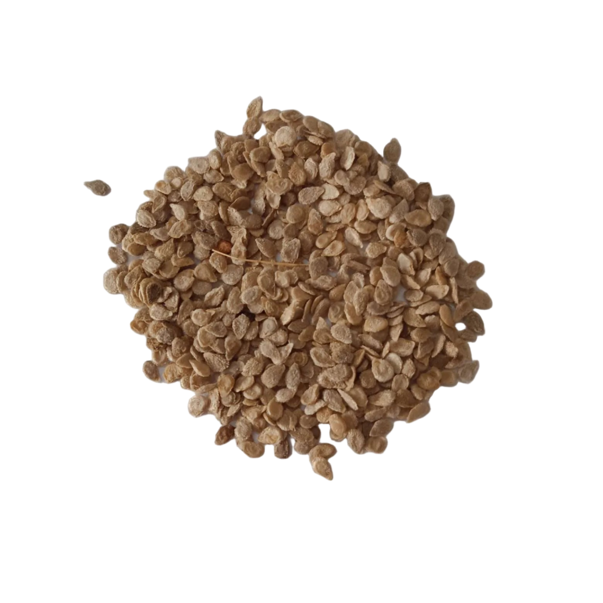 Red Tomato seeds — Fresh Vegetable Seeds | Native Indian Organics