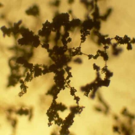 Trichoderma Viride Bio Control Agent 1Kg — Premium quality, Durable | Native Indian Organics