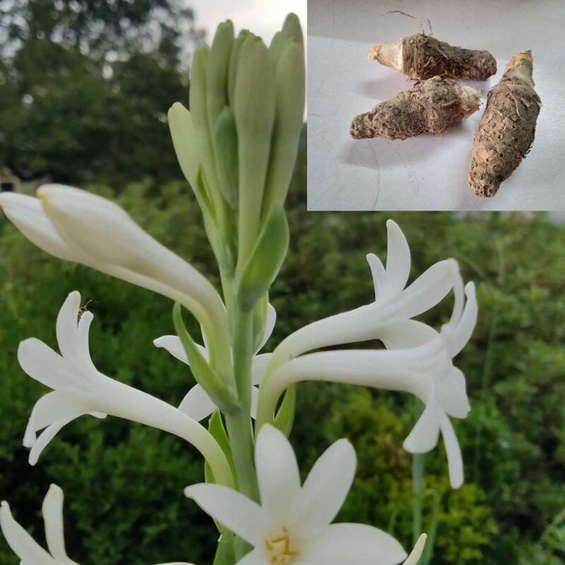 Tuberose Flower Bulbs Pack of 3 (Rajnigantha) pack of 3 — Tender, Nutrient-dense seed pack | Native Indian Organics