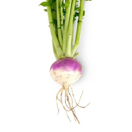 Turnip Purple Top Seeds — High germination, Tender seed pack | Native Indian Organics