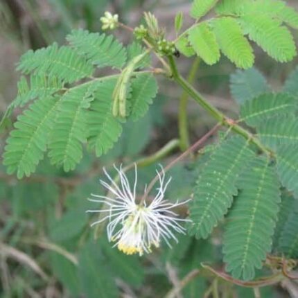 Hedge Lucerne Seeds - 1 KG — Organic, High germination seed pack | Native Indian Organics