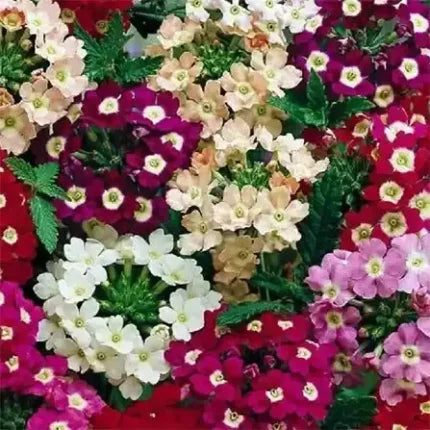 Verbena Mixed Seeds — Aromatic, Fast-growing seed pack | Native Indian Organics