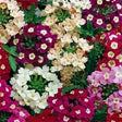 Verbena Mixed Seeds — Aromatic, Fast-growing seed pack | Native Indian Organics