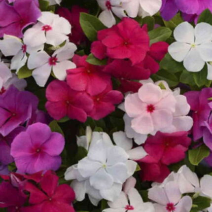 Vinca rosea Dwarf Special Mix seeds — Non-GMO, Aromatic seed pack | Native Indian Organics