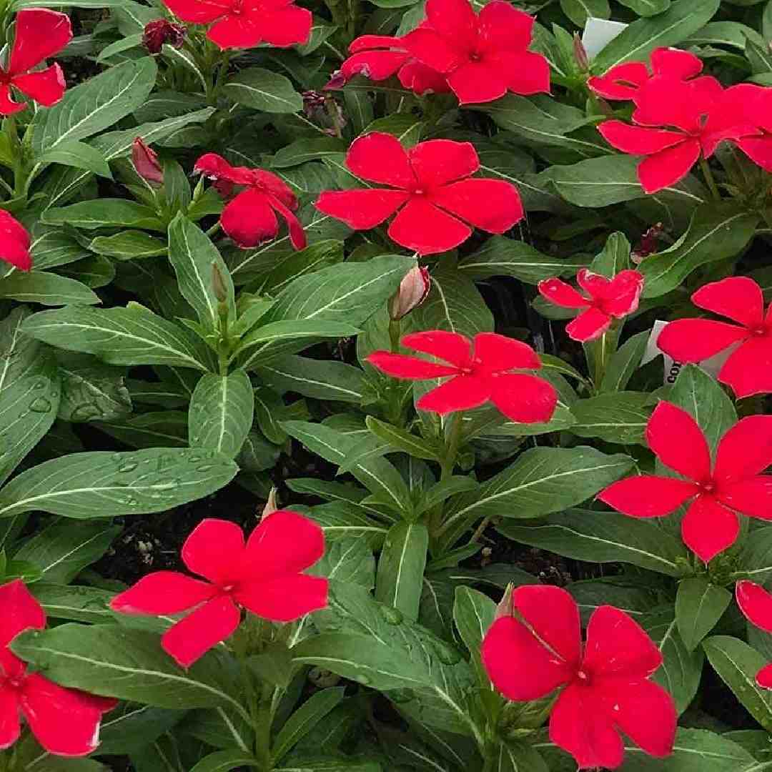 VInca Flower Seeds | Red flowers with green leaves in a garden setting | Native indian organics