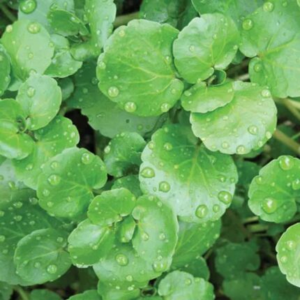 Watercress seeds — Heirloom, Non-GMO seed | Native Indian Organics