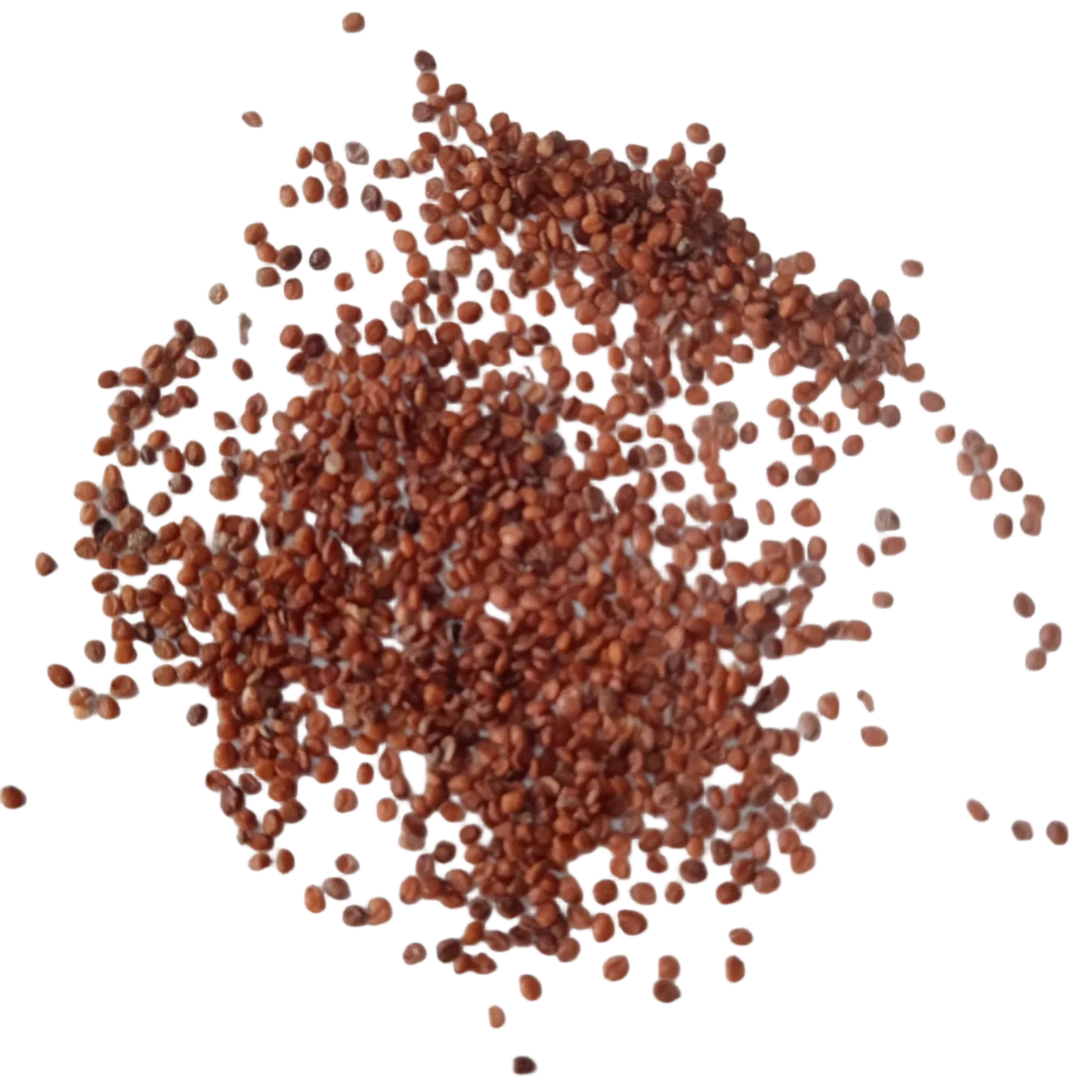 Watercress seeds — Fresh and High Yeild | Native Indian Organics