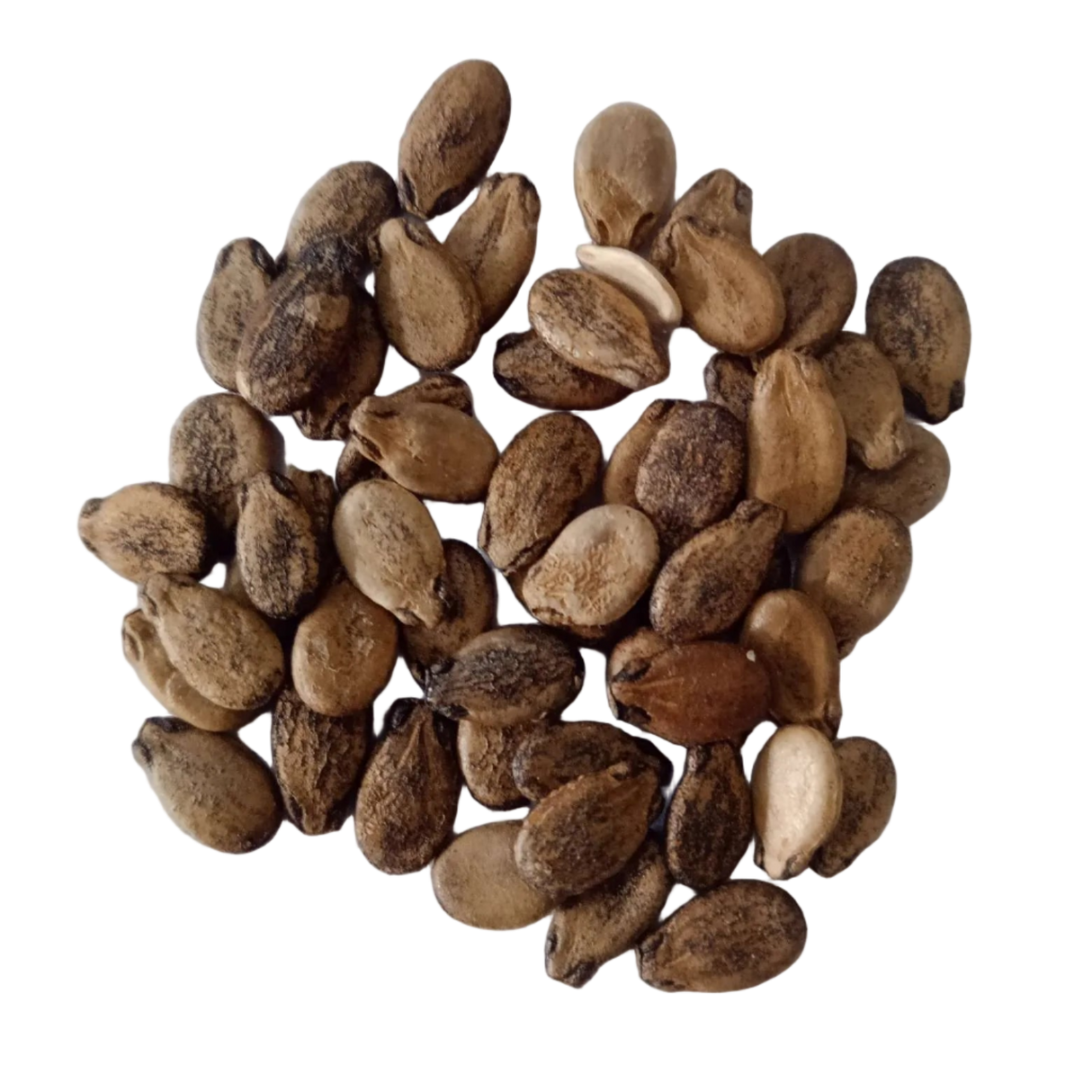 Seeds of Long Striped Native Watermelon — Nutrient-dense, Organic seed pack | Native Indian Organics