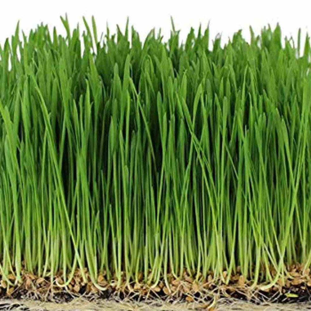 Wheatgrass microgreen seeds 100g — Nutrient-dense, Organic seed pack | Native Indian Organics