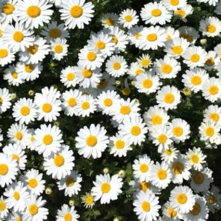 White Chrysanthemum Flower Seeds — High germination, Tender seed pack | Native Indian Organics