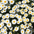 White Chrysanthemum Flower Seeds — High germination, Tender seed pack | Native Indian Organics