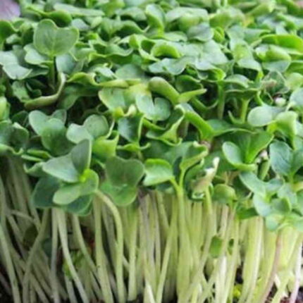 White Radish Microgreens seeds 100g — Peppery, Organic seed pack | Native Indian Organics