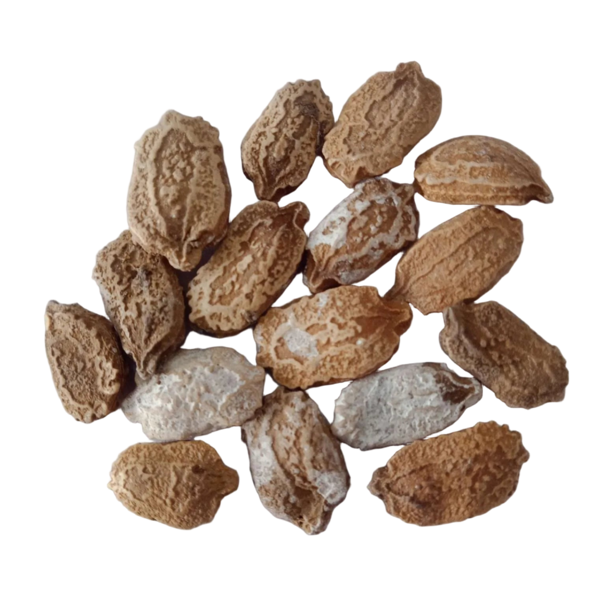 White Bitter Gourd seeds — Organic, Non - GMO seeds pack | Native Indian Organics