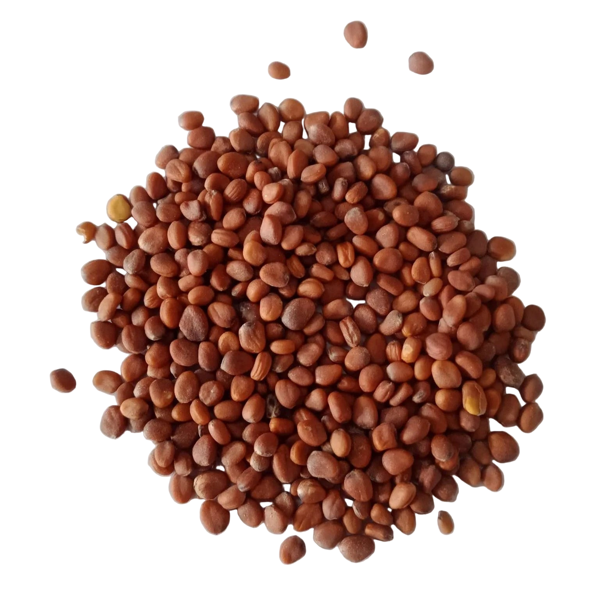 White Radish Microgreen Seeds — Nutrient rich , Organic Microgreen  Seeds | Native Indian Organics