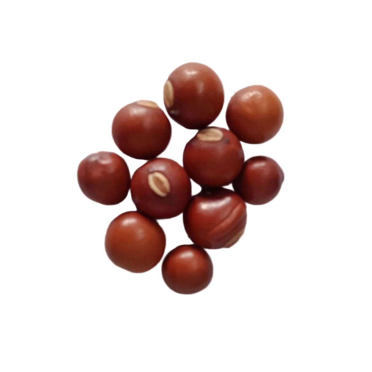 Winged Bean Seeds — High germination, Organic Seeds | Native Indian Organics