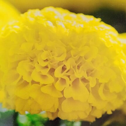 Marigold Flower Seeds Yellow — Heirloom, Non-GMO seed pack | Native Indian Organics