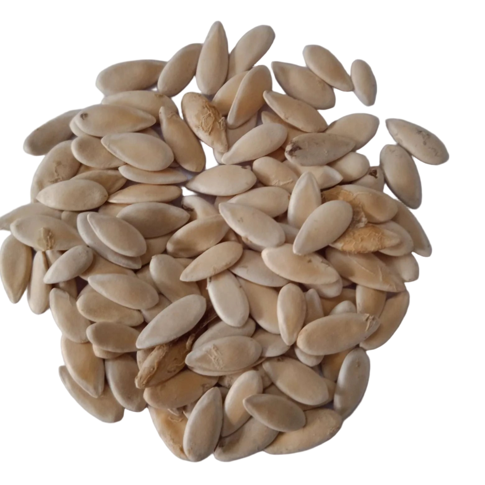 Yellow Cucumber (Dosakaya) — Organic, High Germination Seeds | Native Indian Organics