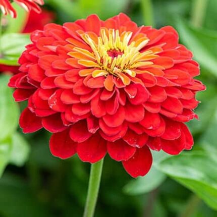 Zinnia Flower Seeds Scarlet Flame — Crisp, Organic seed pack | Native Indian Organics | Close-up of a bright red flower with a yellow center against a blurred green background