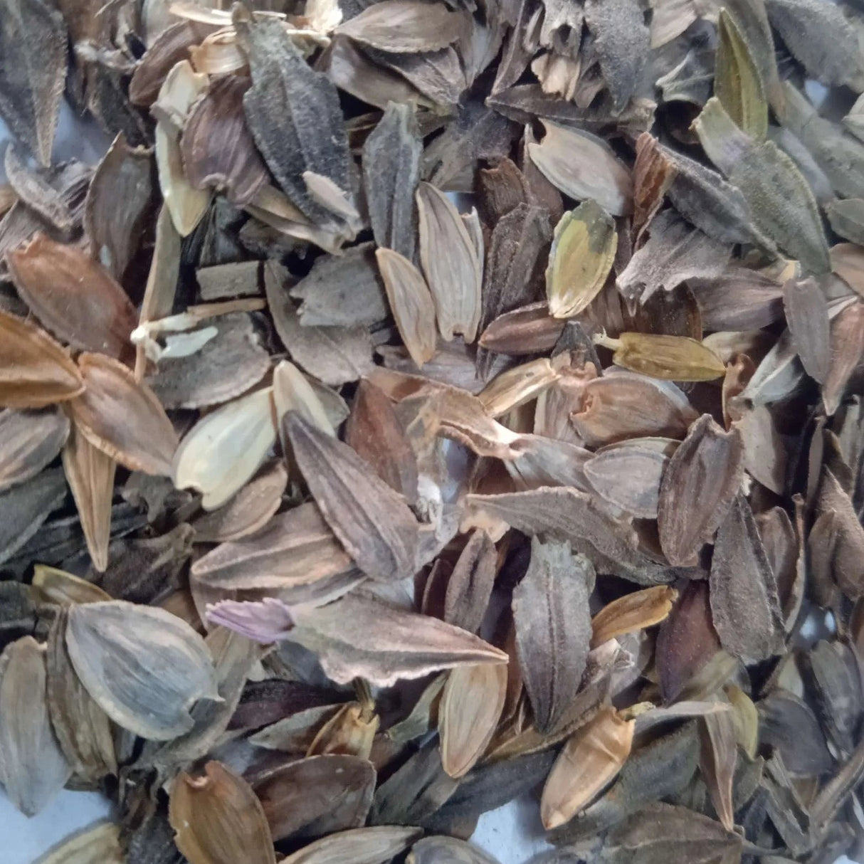 Zinnia Liliput Flower seeds — Nutrient-dense, Organic Flowers seed pack | Native Indian Organics