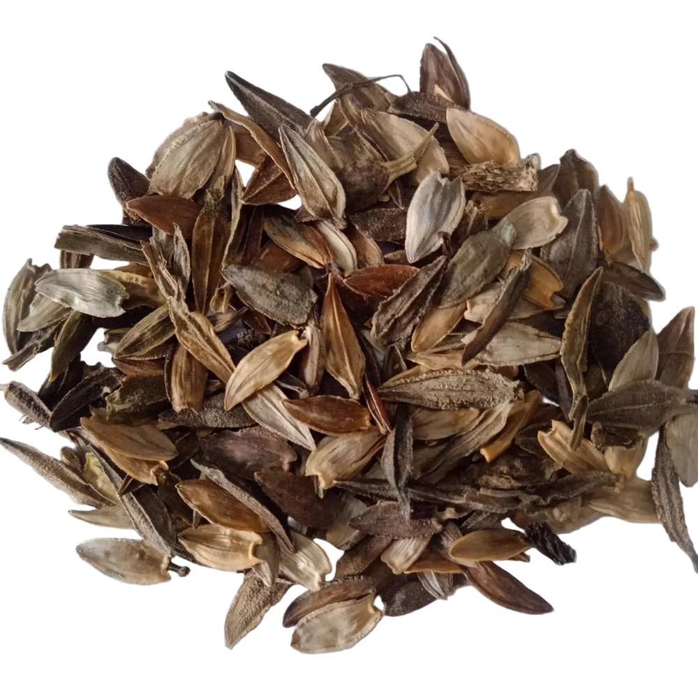 Zinnia Flower Seeds Scarlet Flame - Vibrant and Colourful fresh Flower Seeds | Native Indian Organics |