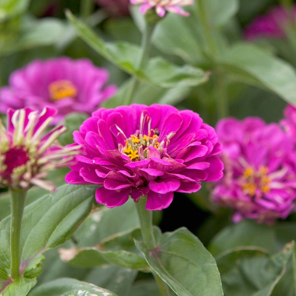 Zinnia Purple flower seeds
