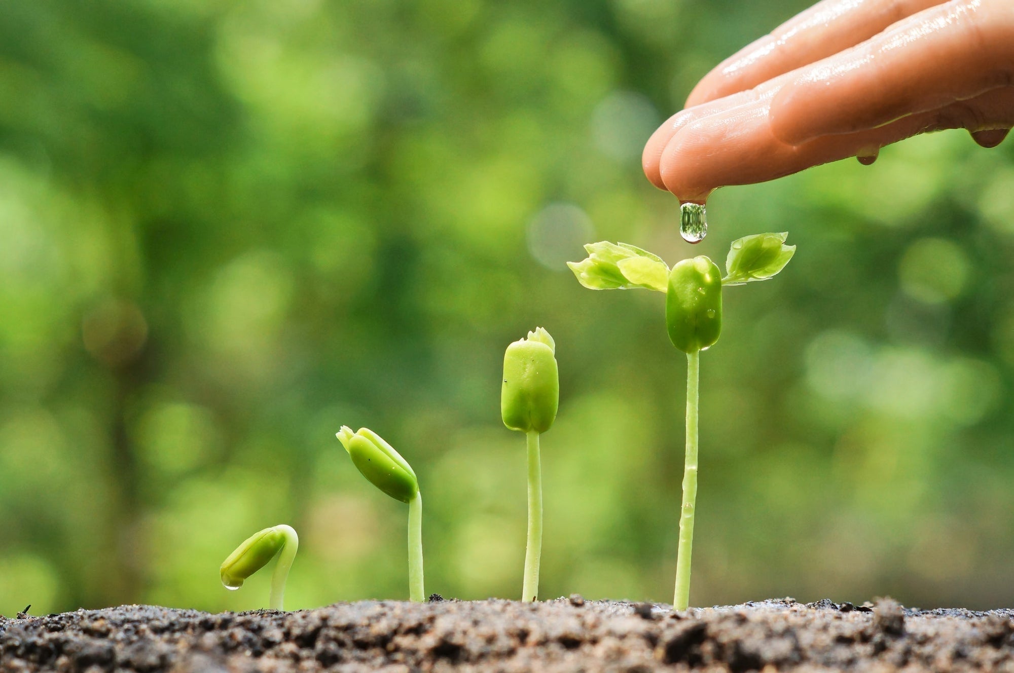 Organic vegetable seeds for a beginner home garden - Native Indian Organics