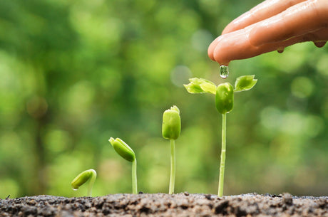 Organic vegetable seeds for a beginner home garden - Native Indian Organics
