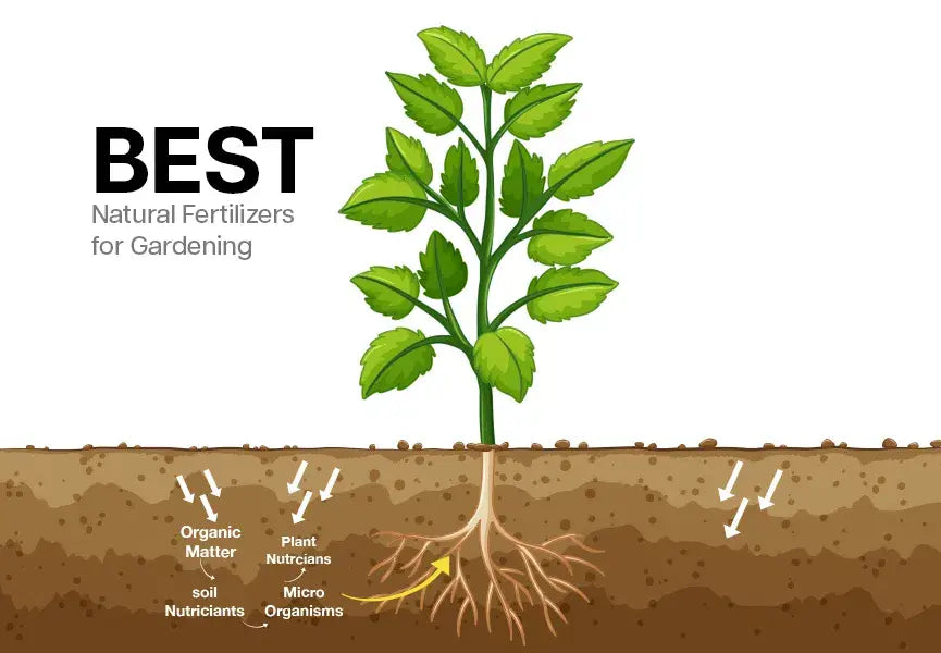 Commonly used Organic Fertilizers in Gardening