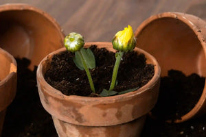 Flower Bulbs