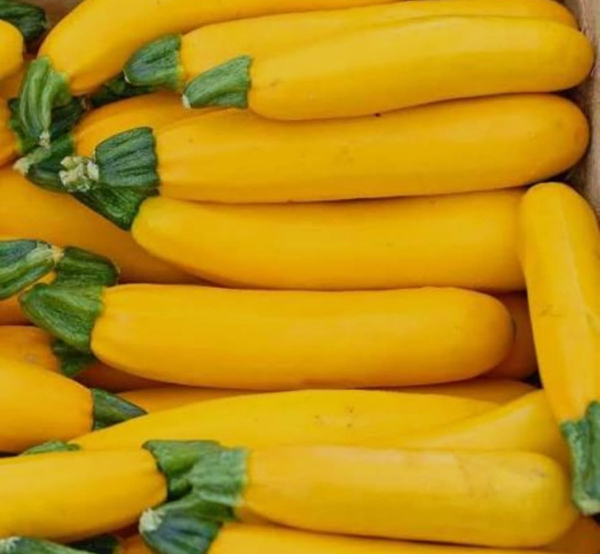 Zucchini yellow Long seeds