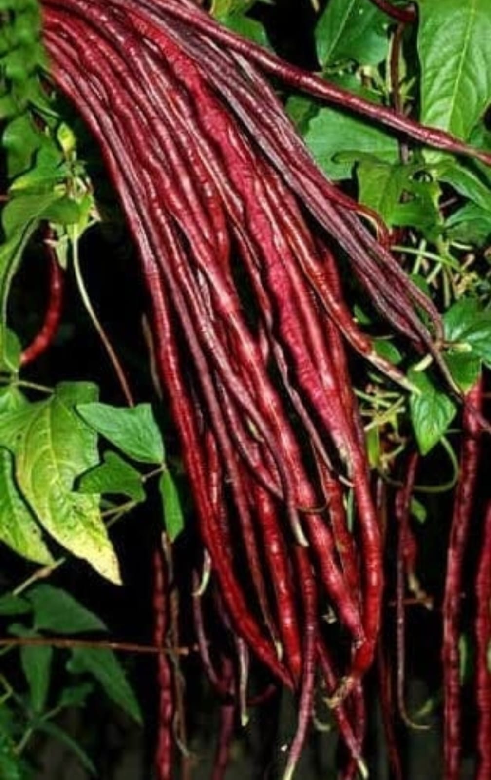 Yard Long Beans Red
