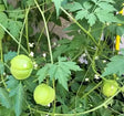 Balloon vine seeds — Crisp, Organic seed pack | Native Indian Organics | Green fruits on a vine with leaves and flowers in the background