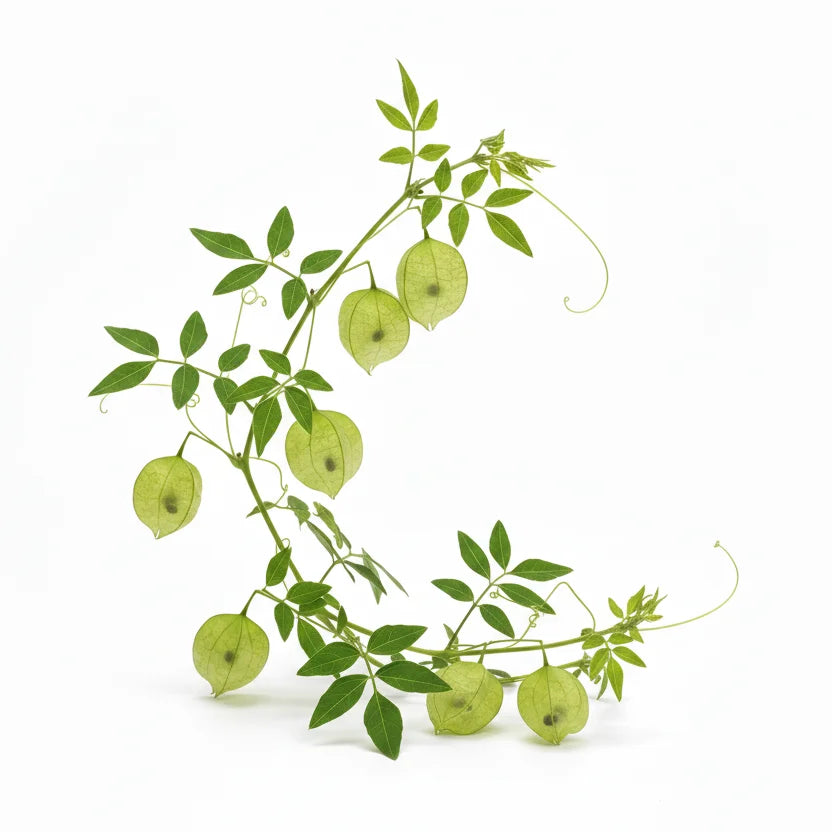 Balloon vine seeds — Organic , Fresh seeds