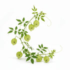 Balloon vine seeds — Organic , Fresh seeds