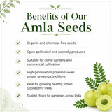Benefits of Amla Seeds