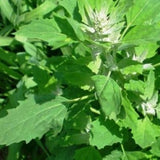 Chenopodium Album (Chakravarthini Keerai) Seeds — Fast-growing, Heirloom seed pack | Native Indian Organics