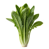 Chicory Leaves Seeds — Leafy Vegetable Seeds Online | Native Indian Organics