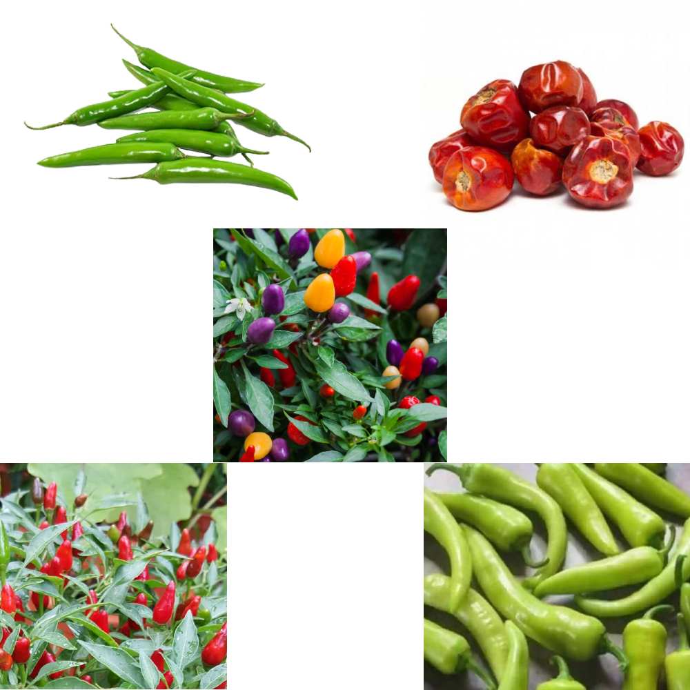 Chilli seeds Combo Pack of 5