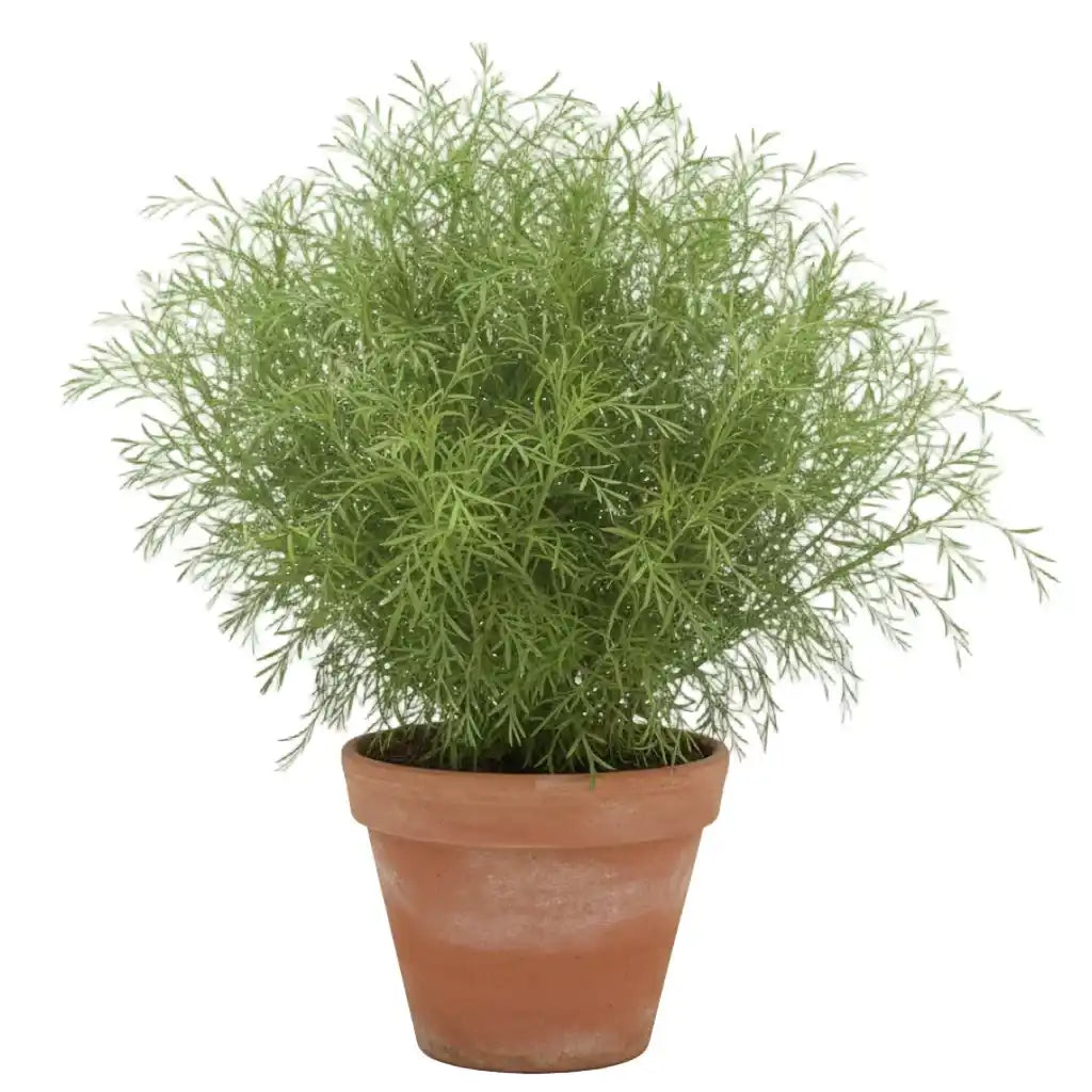 Davana Marikolundu seeds Online |  Artemisia pallens Herbal Seeds for for Gardening | Native Indian Organics